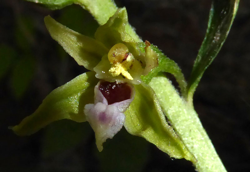 Epipactis bugacensis subsp. bugacensis